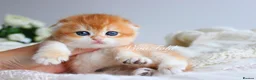 Scottish Fold cats for sale: Rare & Exclusive Golden Chinchilla Babies  - Advert 4
