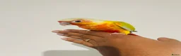 Conures birds for sale: Hand reared conures for sale  - Advert 12