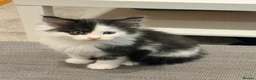 Maine Coon cats for sale: Maine coon - Advert 1