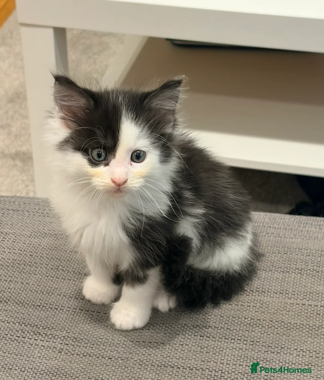 Maine Coon cats for sale: Maine coon - Advert 1