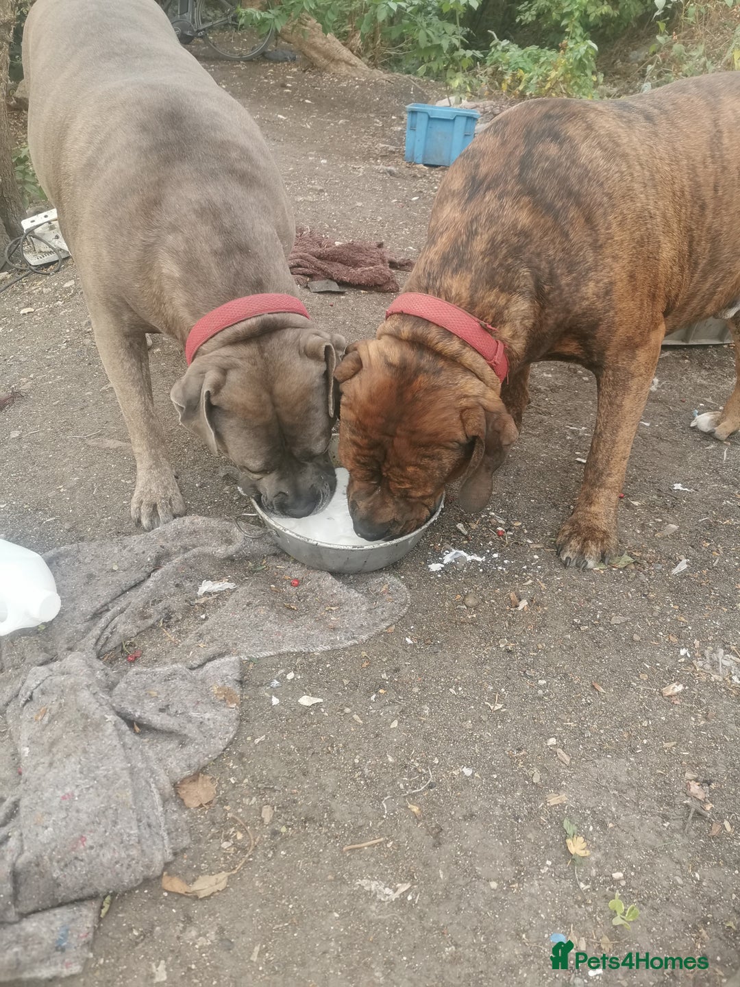 Mixed Breed dogs for sale: American bulldog mastiff cross puppies for sale - Advert 13