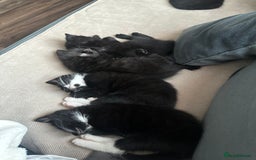 Mixed Breed cats for sale: Black and white kittens looking for loving home  - Image 3