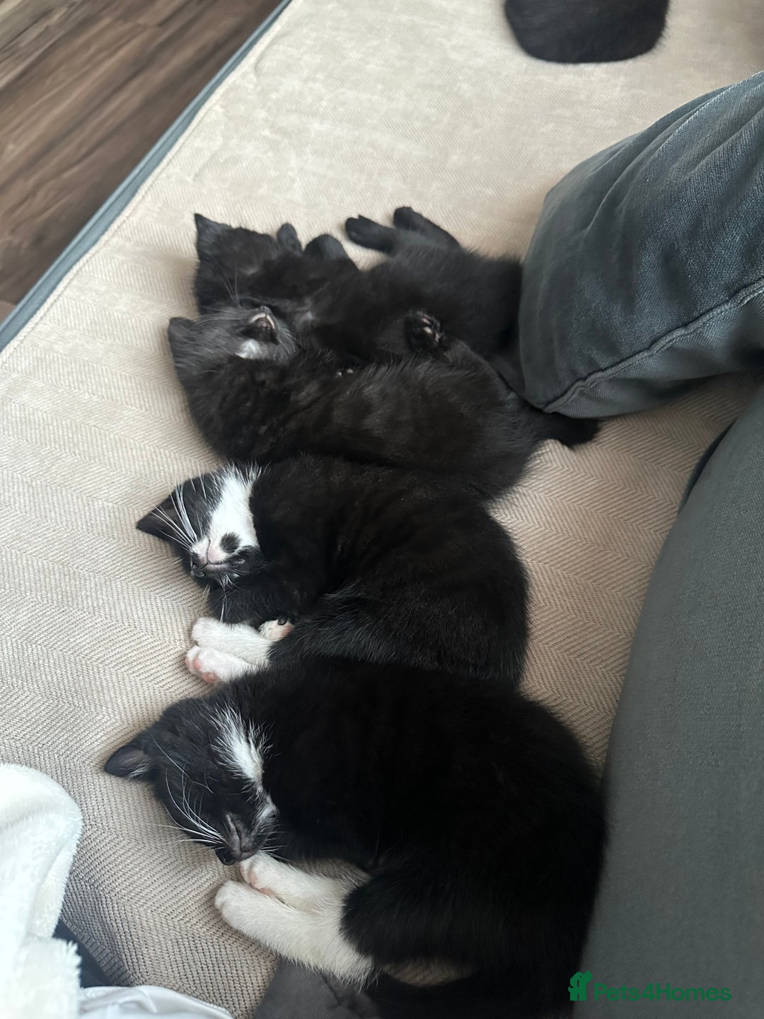 Mixed Breed cats for sale: Black and white kittens looking for loving home  - Image 3