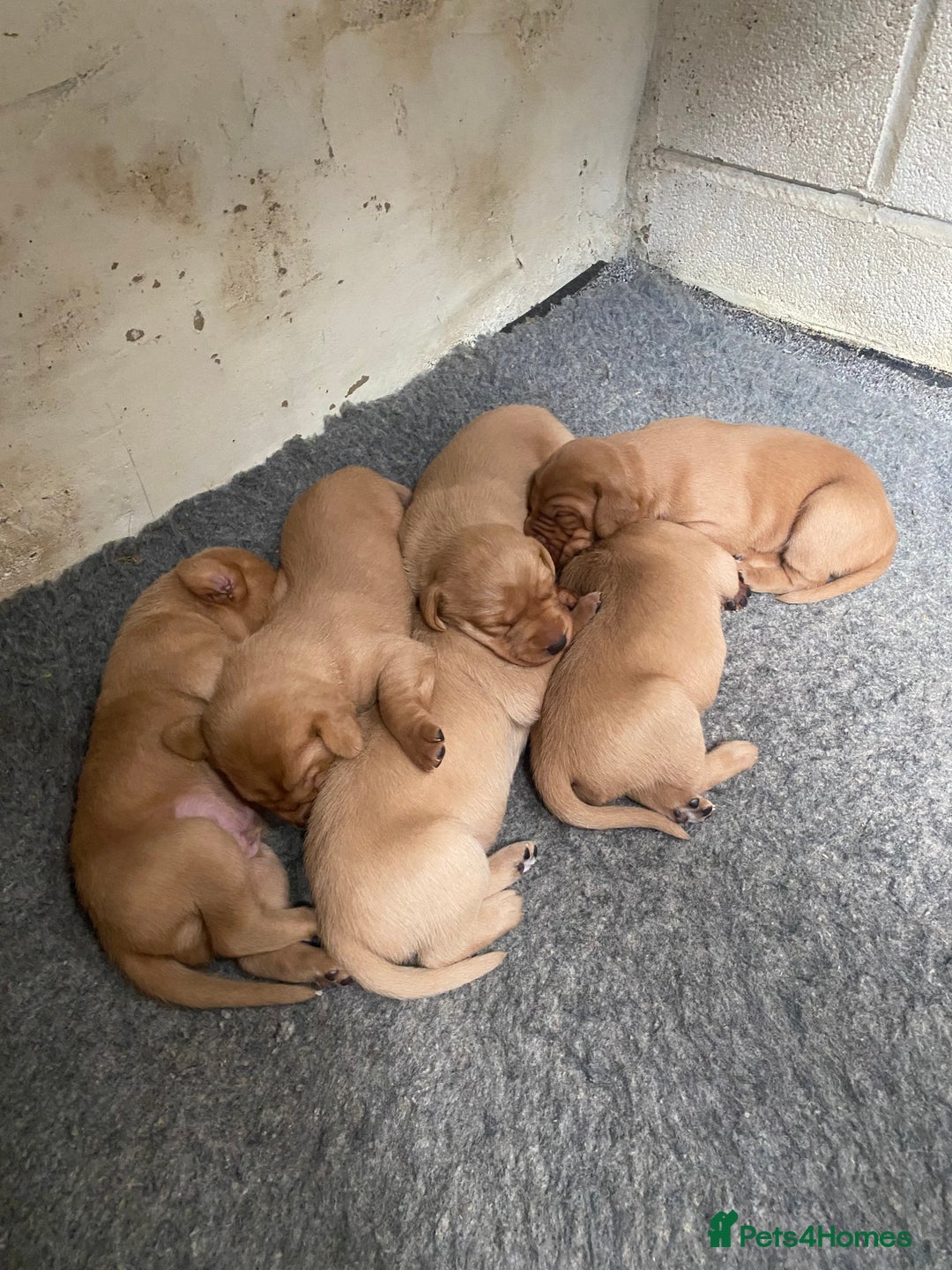 Labrador Retriever dogs for sale: Fox Red Labrador Puppies  - Image 6