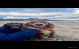 Sprocker dogs for sale: Sprocker puppies for sale - Image 2