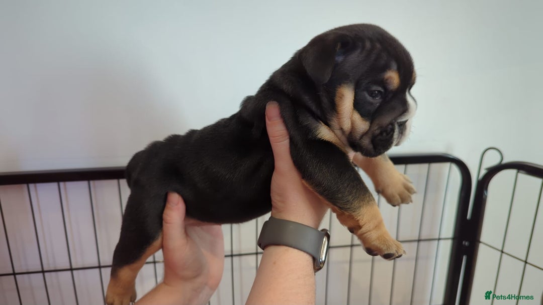 English Bulldog dogs for sale: Chunky English Bulldog Puppies  - Image 9