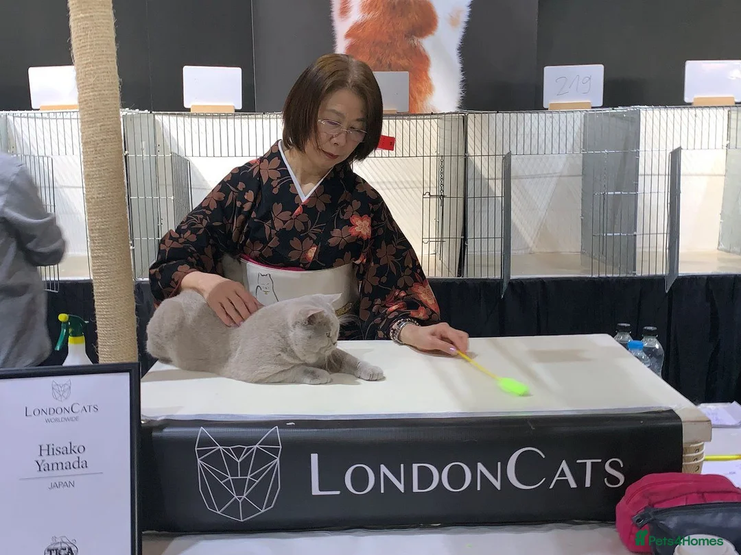 British Shorthair cats for stud: QUADRUPLE GRAND CHAMPION TICA in London - Advert 5