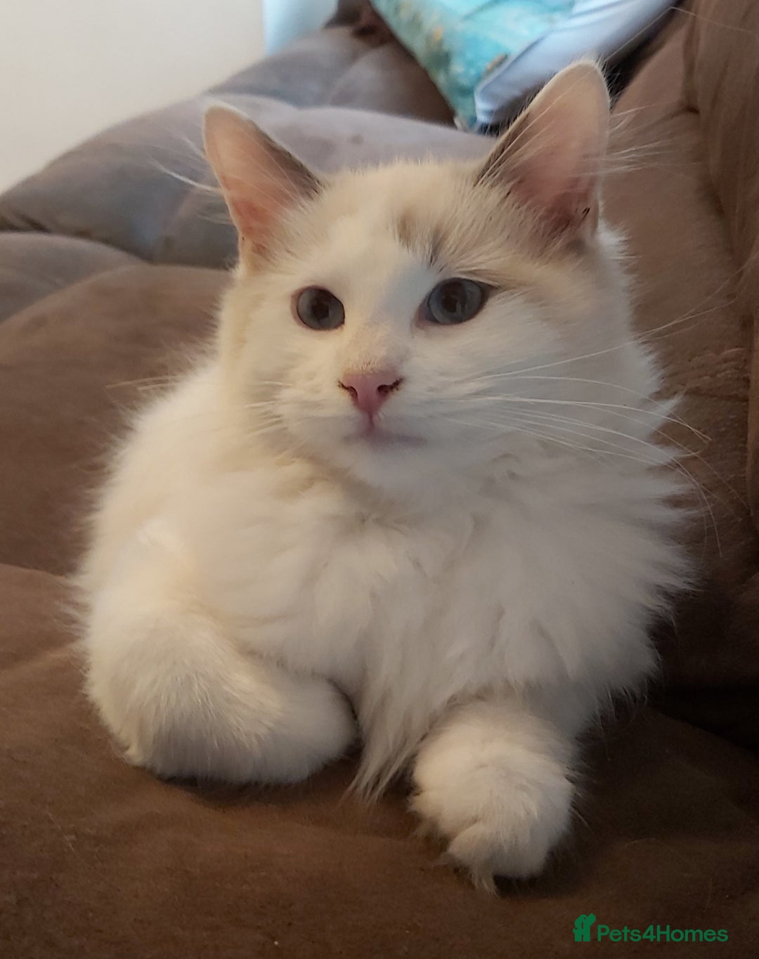 Ragdoll cats for sale: RAGDOLL BICOLOUR BOY BLUE EYES READY NOW! - Image 36