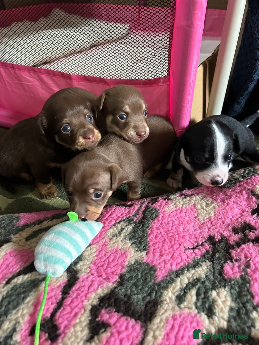 Chiweenie dogs for sale: Chiweenies 1 male 1 female available now.  - Advert 7