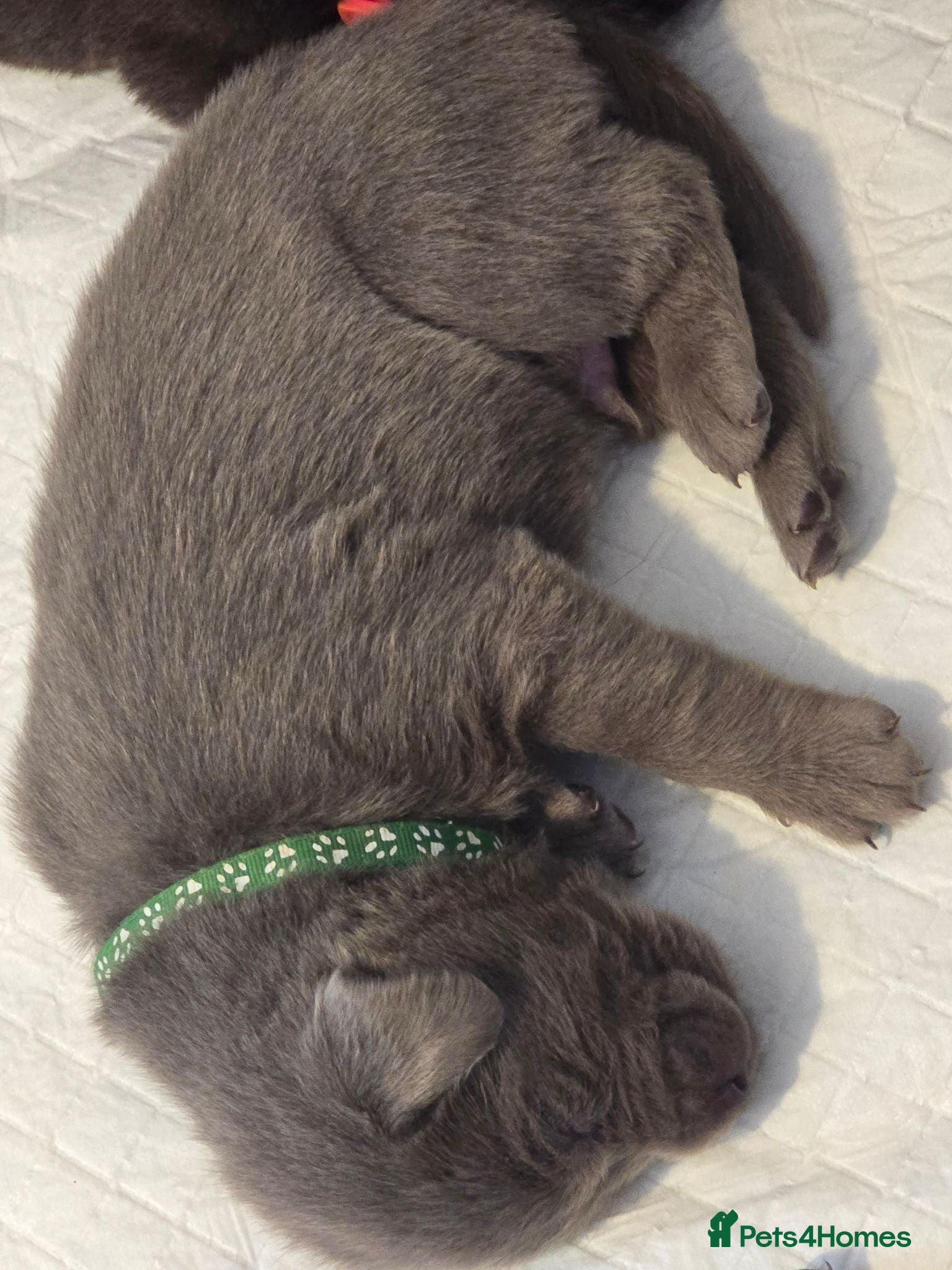 Labrador Retriever dogs ️Beautiful Labrador Retriever Puppies Silver/Choco - Advert 2