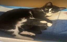 Mixed Breed cats for sale: Black Kitten available  - Image 3