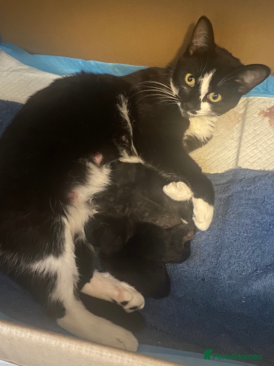 Mixed Breed cats for sale: Black Kitten available  - Image 3