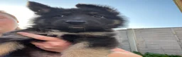 German Shepherd dogs for sale: READY TO GO - German Shepherd Puppies - Advert 19