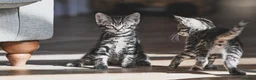 Mixed Breed cats for sale: REDUCED READY TO GO -  1 BOY/GIRL Tabby kittens  - Advert 11