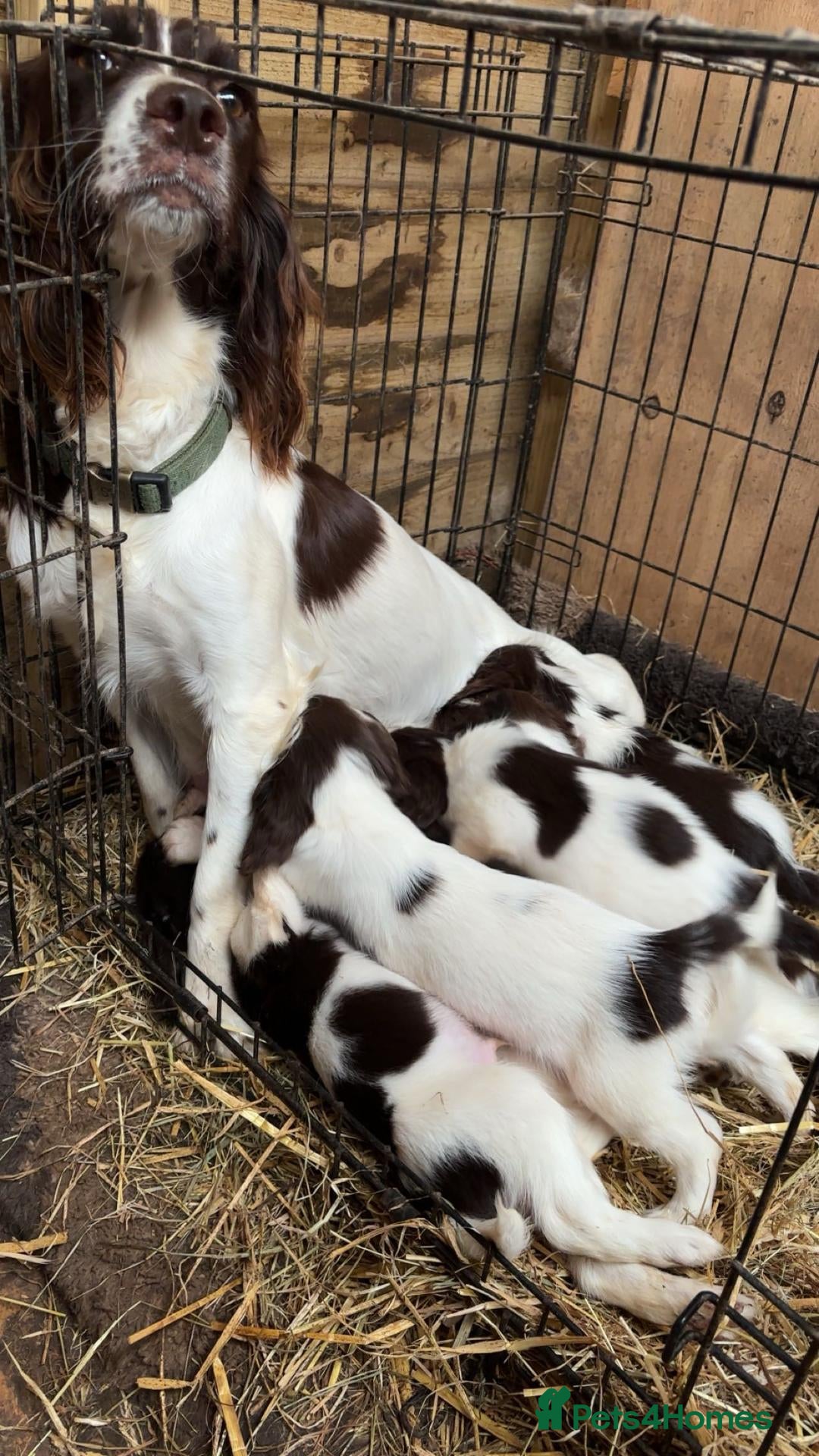 English Springer Spaniel dogs English springer spaniel puppies - Advert 16