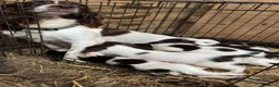 English Springer Spaniel dogs for sale: English springer spaniel puppies - Advert 1