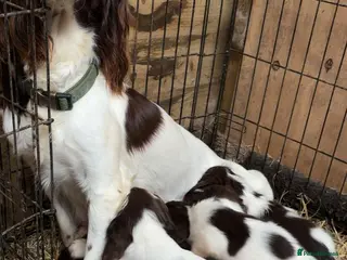 English Springer Spaniel dogs English springer spaniel puppies - Advert 7