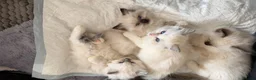 Ragdoll cats for sale: Stunning ragdoll kittens ready to go home now  - Advert 3