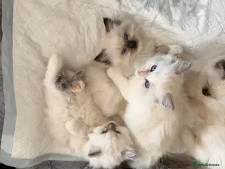 Ragdoll cats Stunning ragdoll kittens ready to go home now - Advert 17