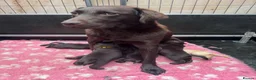 Labrador Retriever dogs for sale: KENNEL CLUB REGISTERED CHOCOLATE LABRADOR PUPPIES  - Advert 9