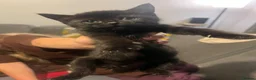 Mixed Breed cats for sale: Two black tom kittens - Advert 7