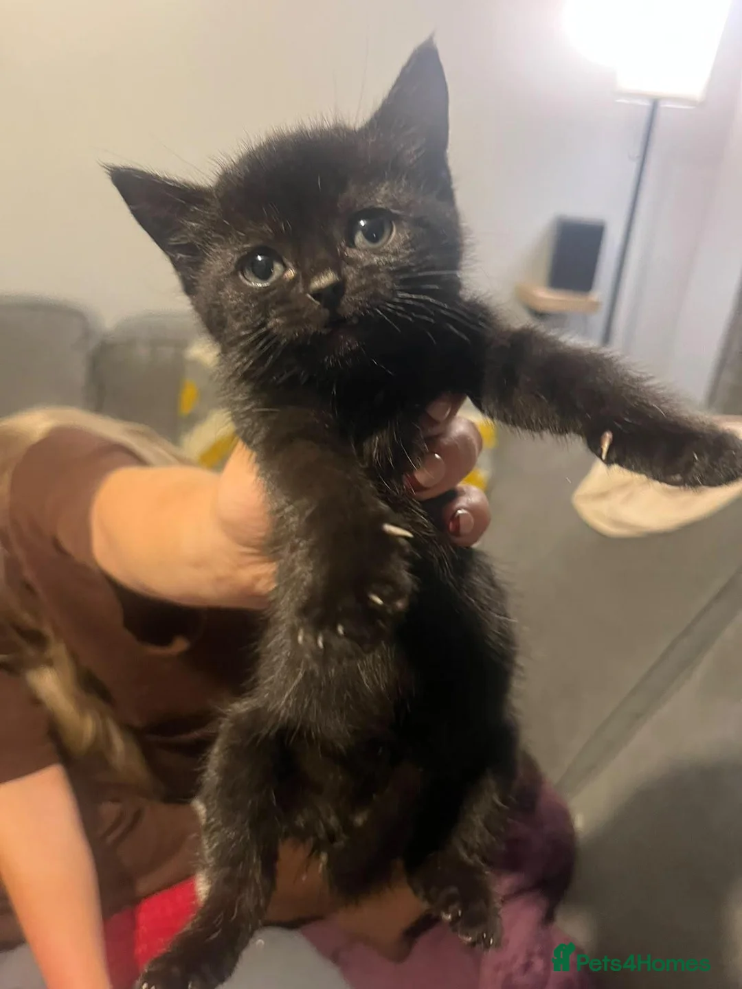 Mixed Breed cats for sale: Two black tom kittens - Advert 7