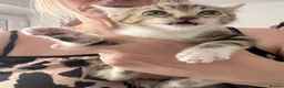 Mixed Breed cats for sale:  2 STUNNING TABBY KITTENS  - Advert 3