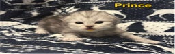 Persian cats for sale: 5 gorgeous PKD Negative Chinchilla Persian kittens - Advert 5
