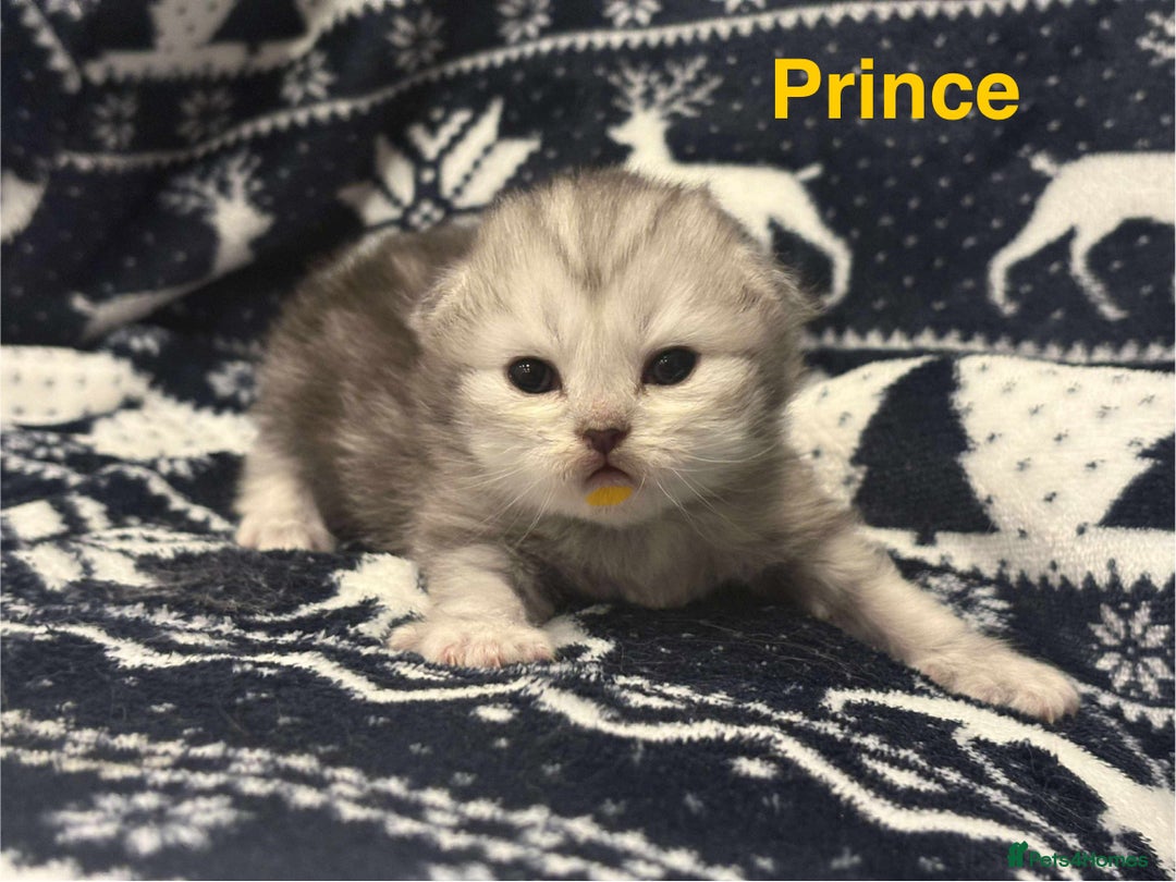 Persian cats for sale: 5 gorgeous PKD Negative Chinchilla Persian kittens - Advert 5