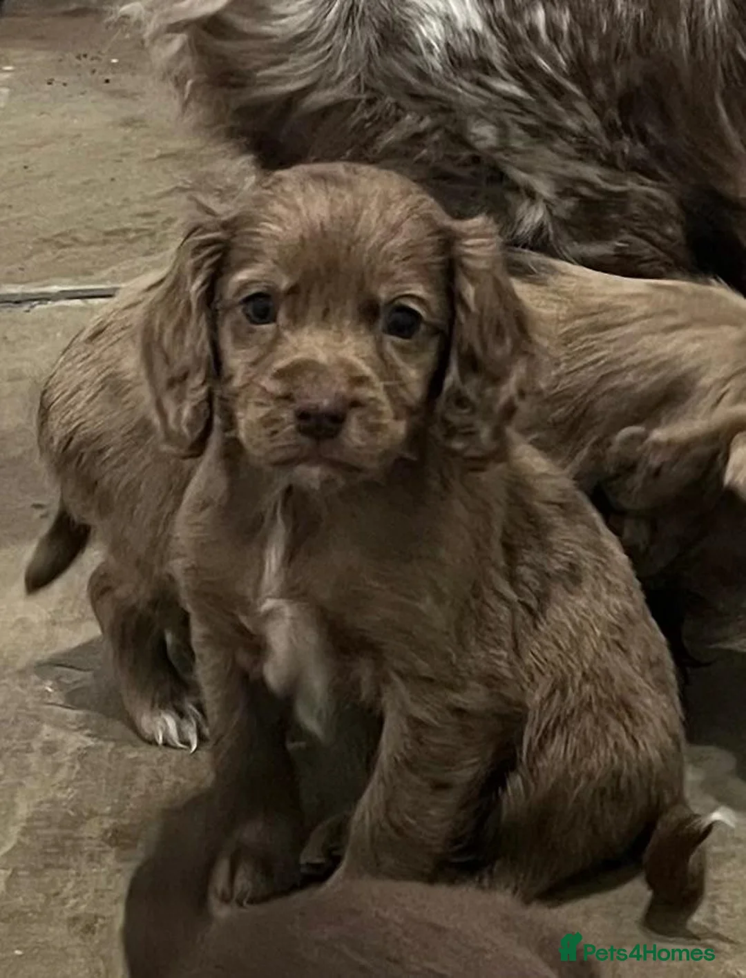 Cocker Spaniel dogs for sale: Cocker spaniels - Advert 2