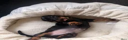 Miniature Dachshund dogs for sale: Minature Dachshund Puppy in Billingham - Advert 5