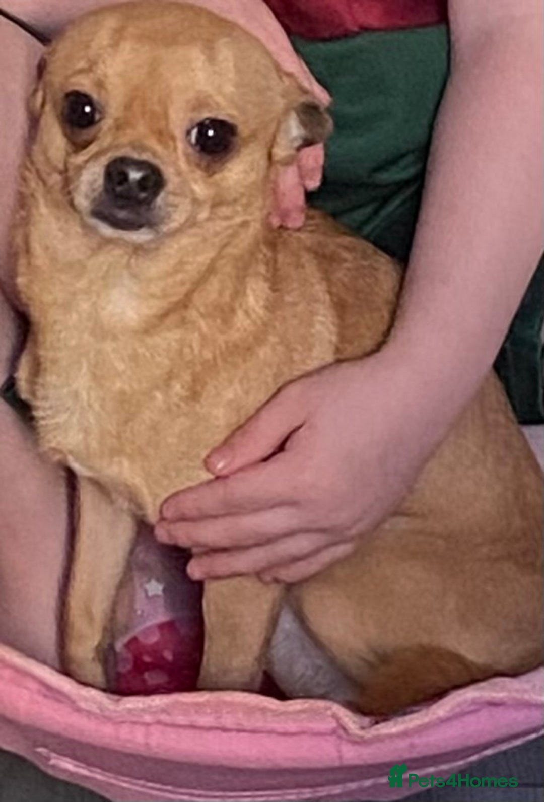 Chihuahua dogs for sale: Tiny Fawn Male Chihuahua  - Advert 7