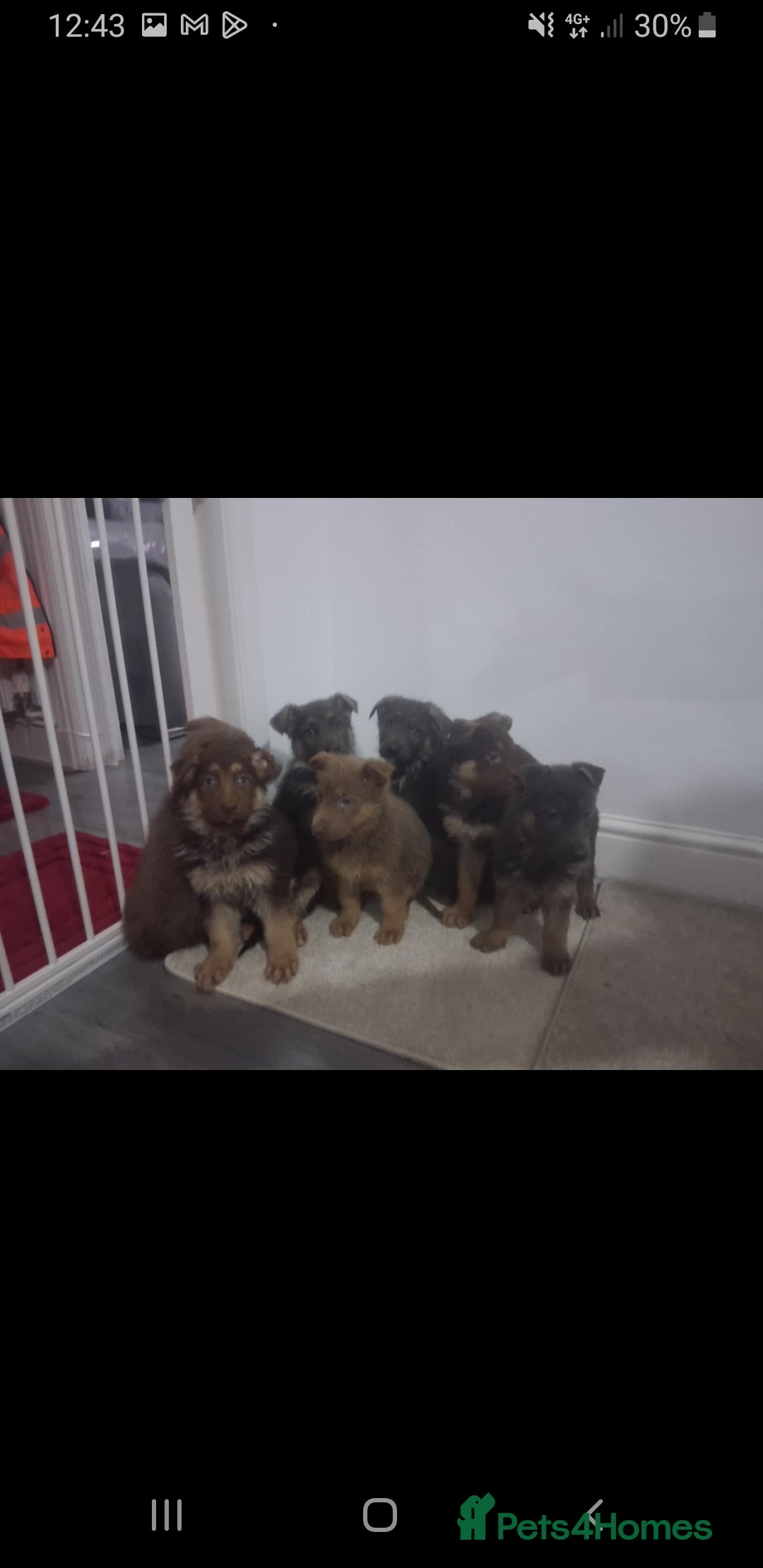 German Shepherd dogs for sale: German shepherd puppies  - Advert 3