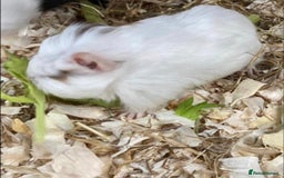 Guinea Pig rodents for sale: 2 male Guinea pigs - Image 2