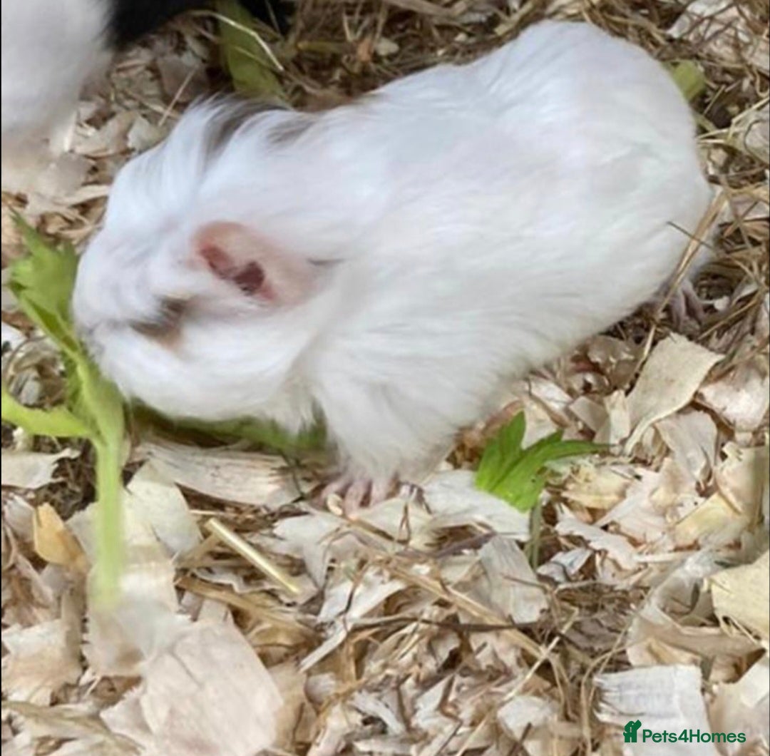 Guinea Pig rodents for sale: 2 male Guinea pigs - Image 2