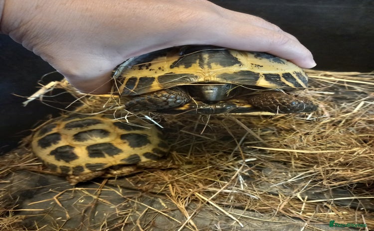 Tortoise reptiles - Advert 12