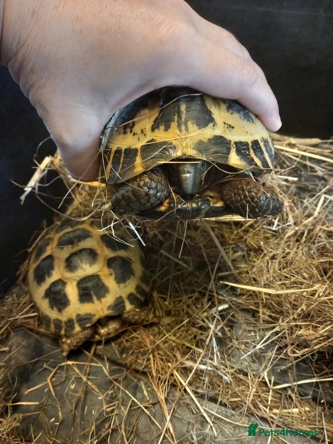 Tortoise reptiles for sale: breeding pair of Horsefield tortoises - Image 1