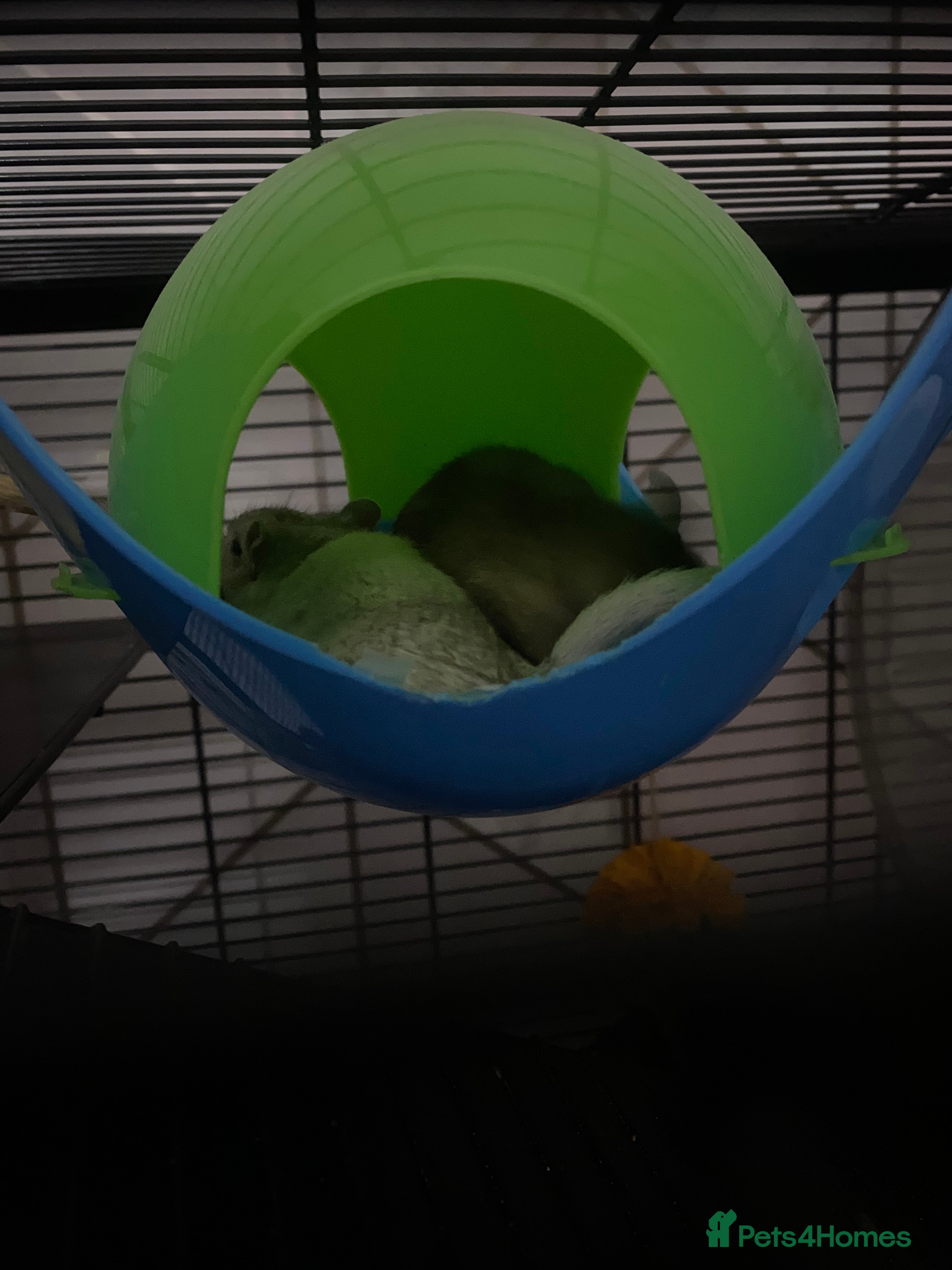 Gerbil rodents 2 male gerbils for sale (Milo&mickey) - Advert 2