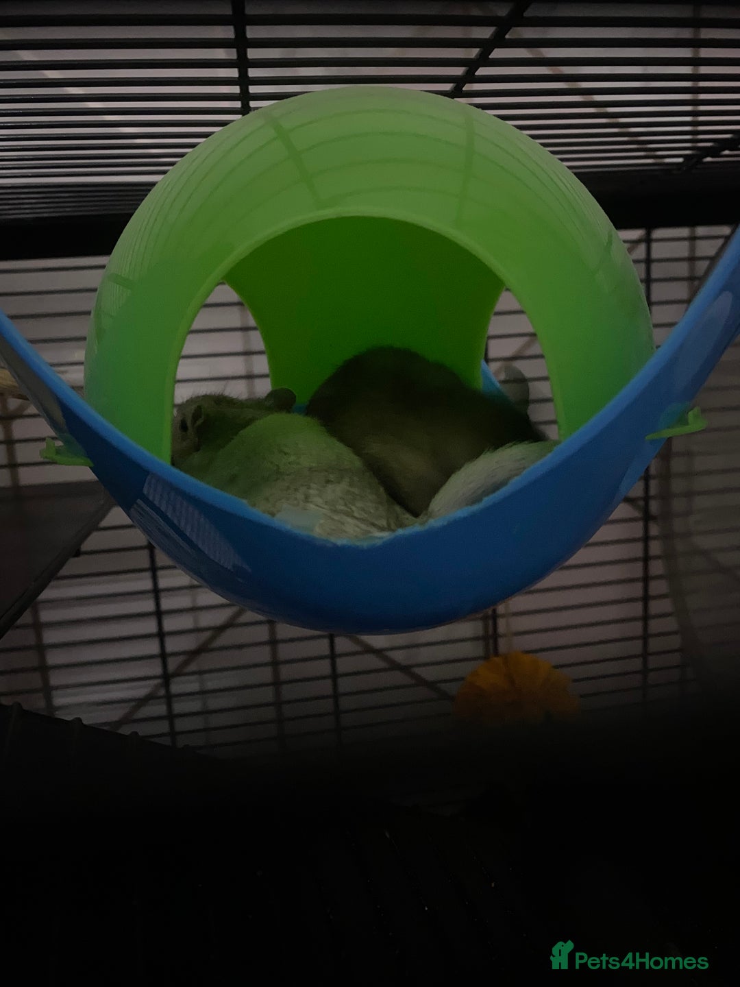 Gerbil rodents for sale: 2 male gerbils for sale (Milo&mickey) - Advert 1