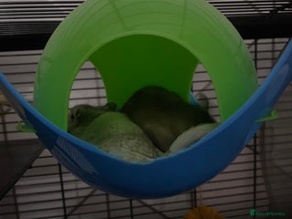 Gerbil rodents 2 male gerbils for sale (Milo&mickey) - Advert 1