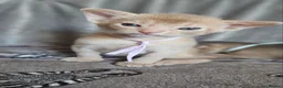 Abyssinian cats for sale: Beautiful Abyssinian Kittens  - Advert 25