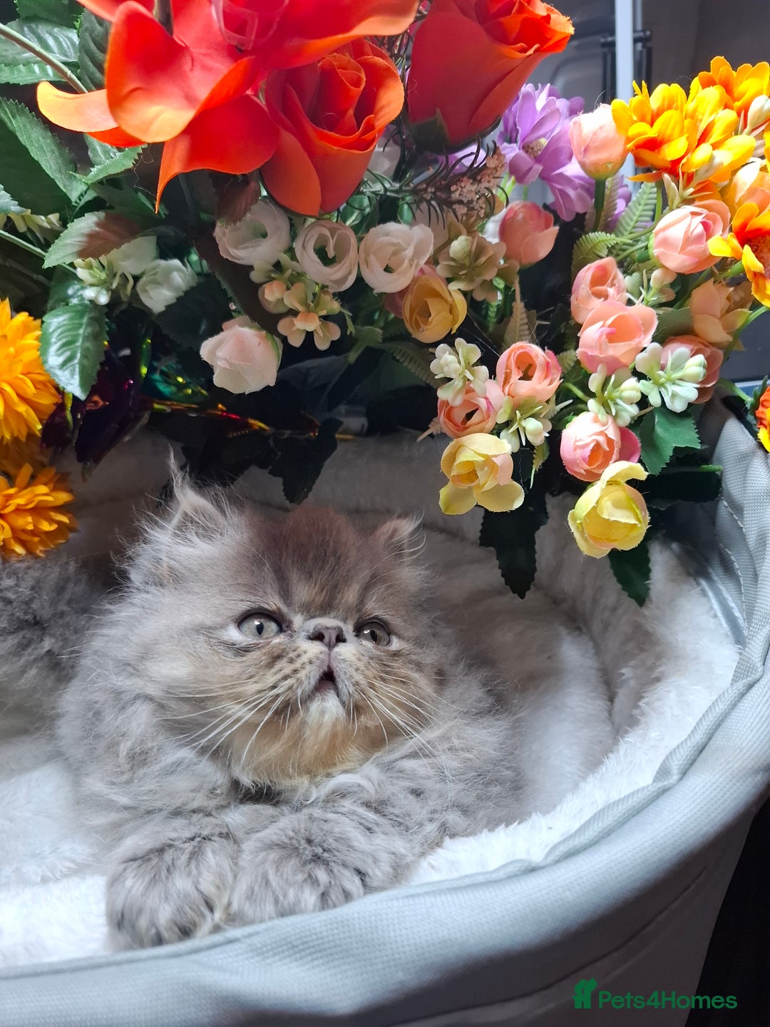 Persian cats for sale: Two beautiful boy kittens  - Image 7