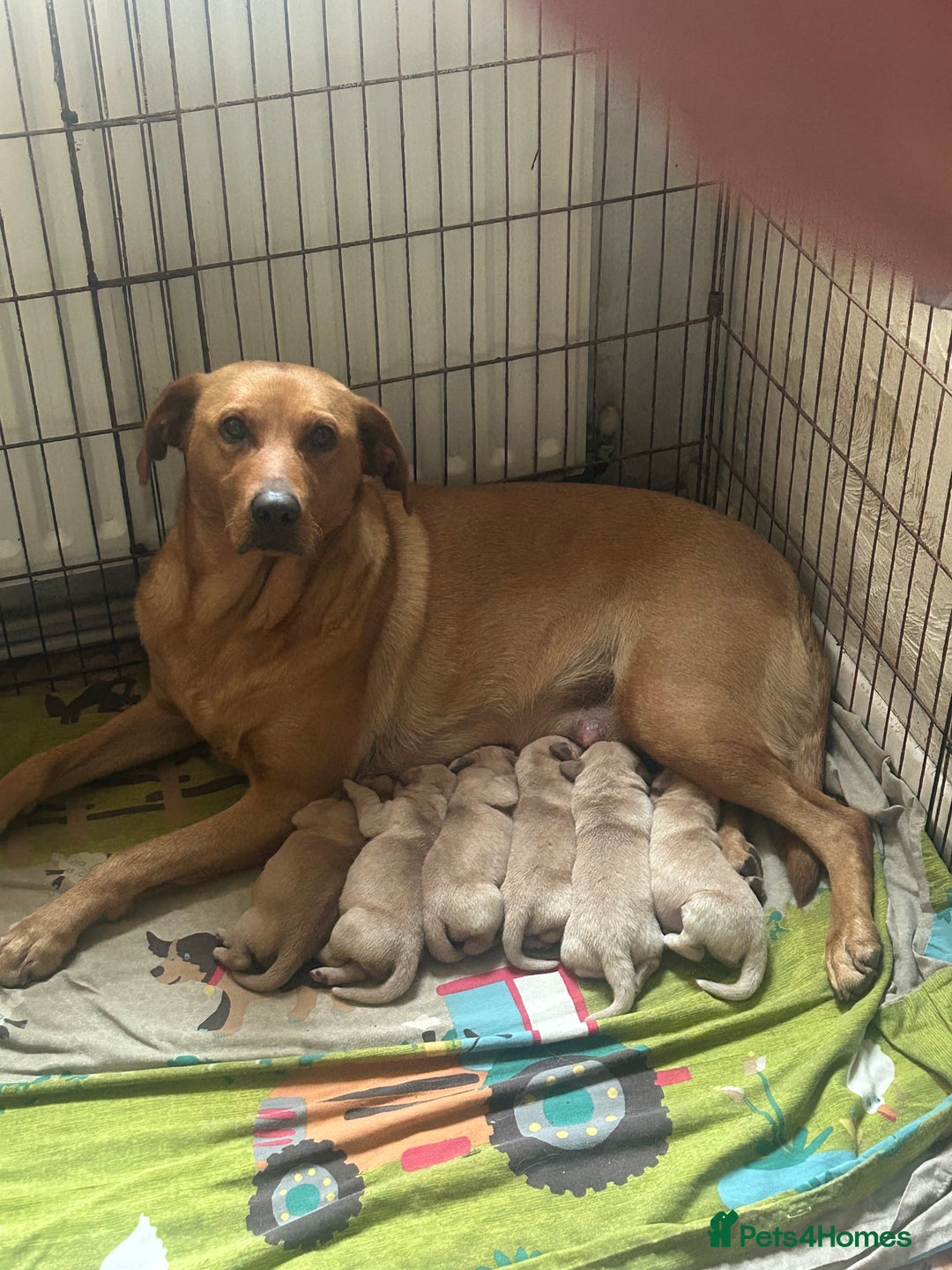 Labrador Retriever dogs for sale: Labrador puppies - Image 5