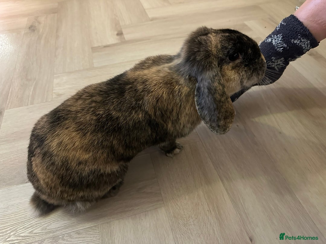 Dwarf Lop rabbits for sale: 2 Female Dwarf Lop Rabbits - Advert 10