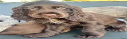 Cocker Spaniel dogs for sale: Show cocker spaniel puppies  in Warrington - Advert 7