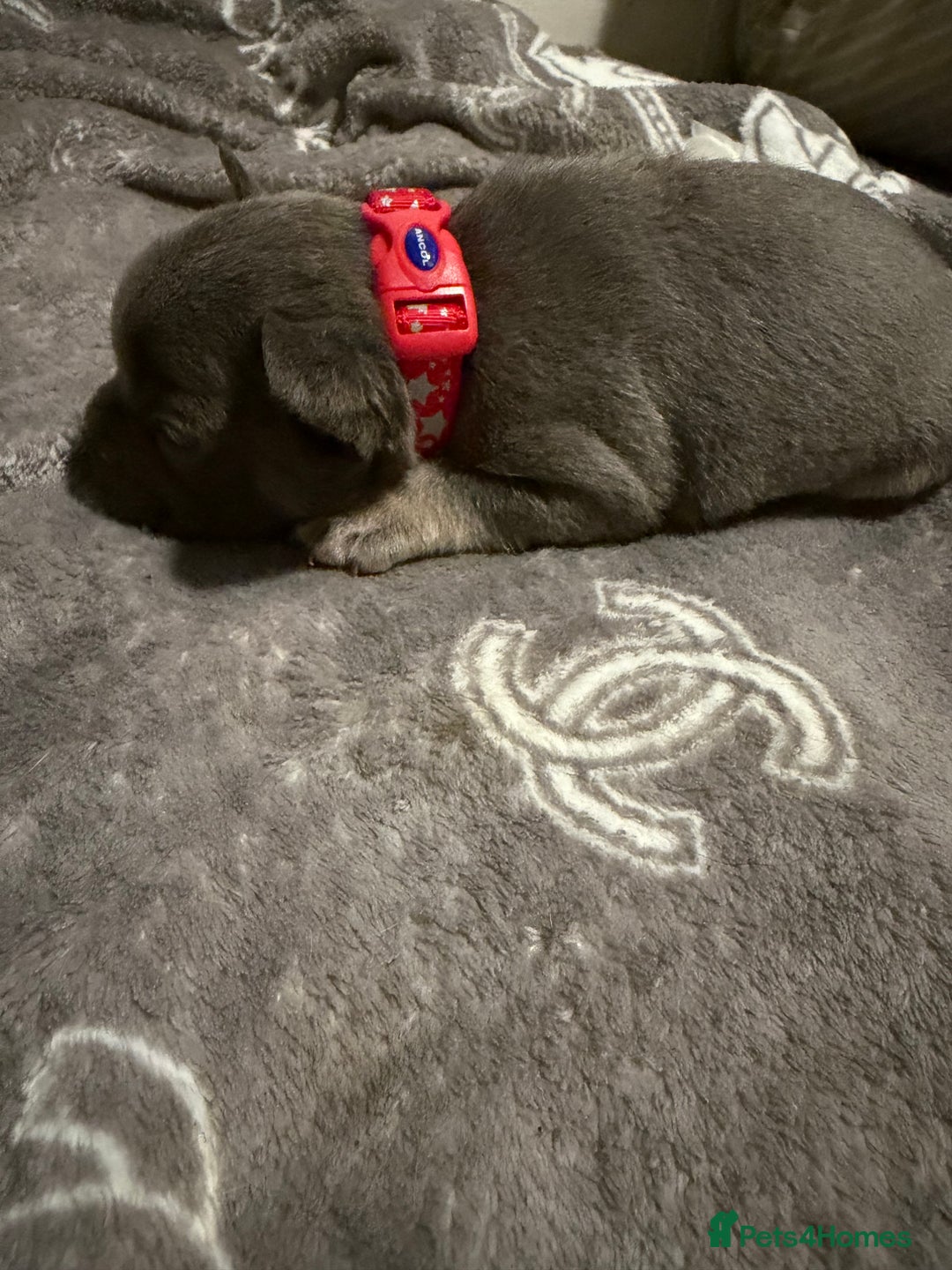 French Bulldog dogs for sale: French bulldog - Advert 8