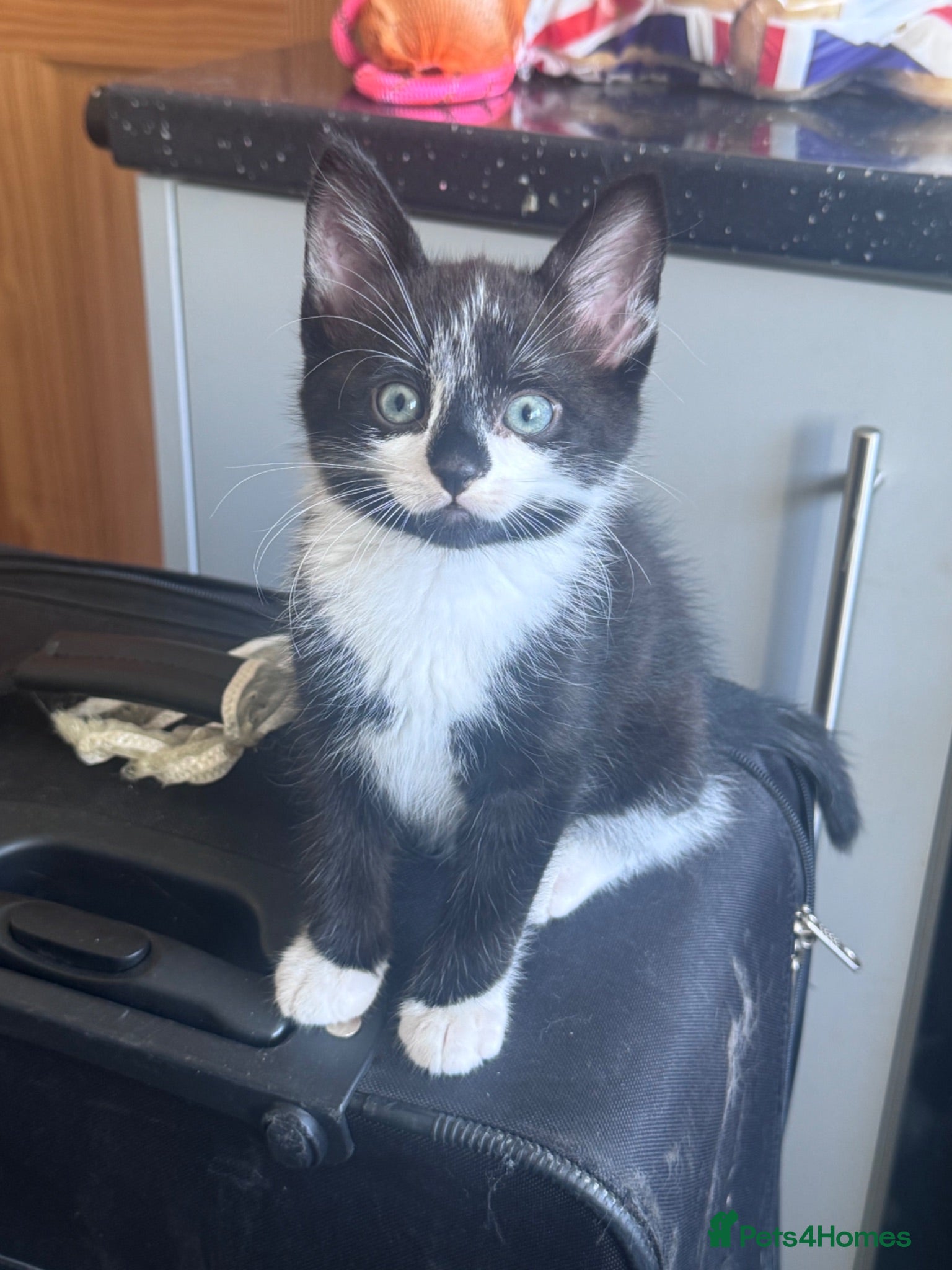 Mixed Breed cats Beautiful kittens ready now  - Advert 2