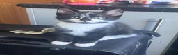 Mixed Breed cats for sale: Beautiful kittens ready now  - Advert 1