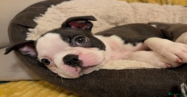Boston Terrier dogs - Advert 5