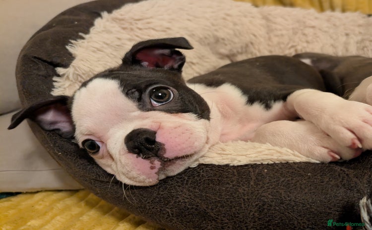 Boston Terrier dogs - Advert 1
